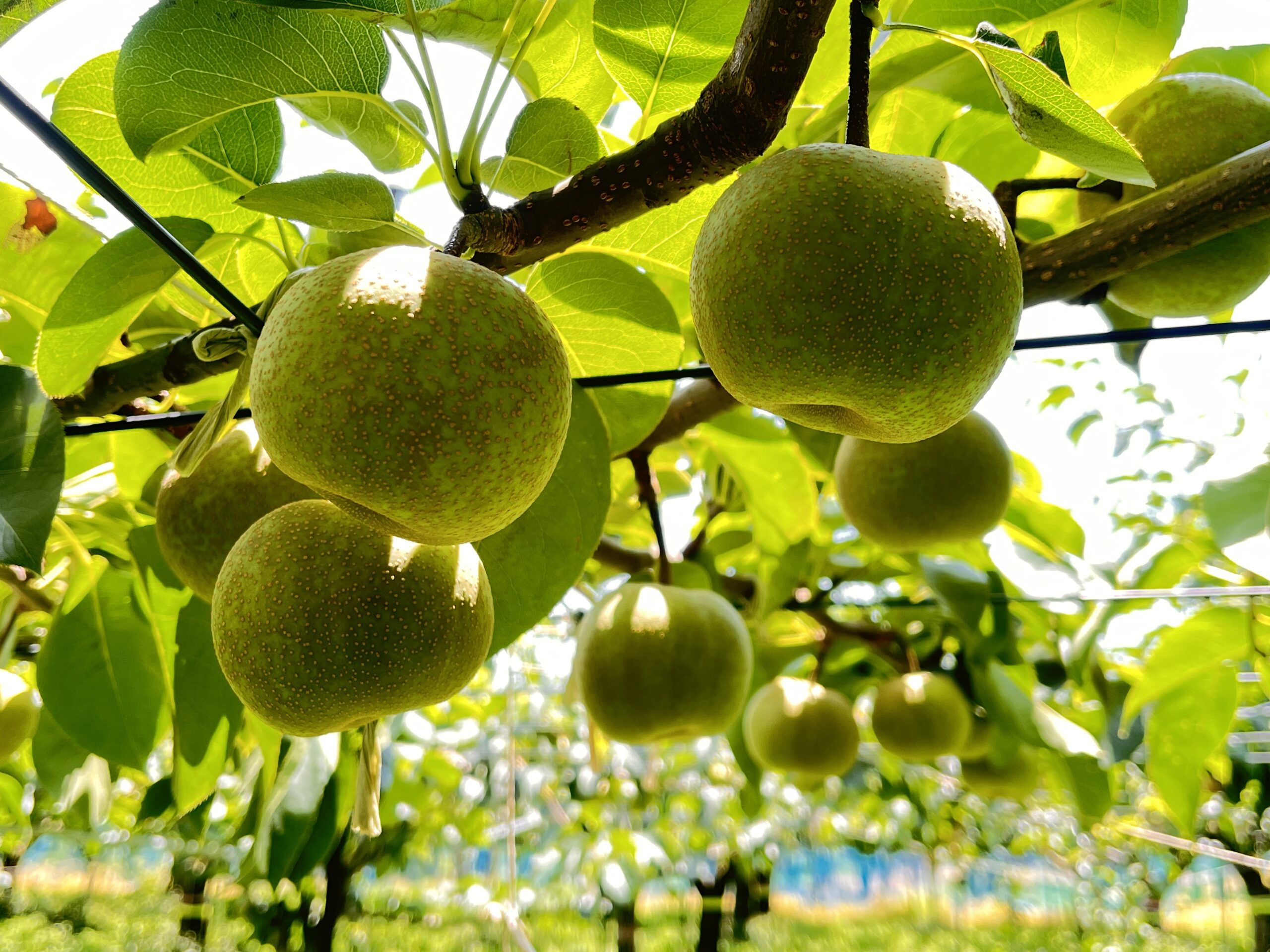 こもれび果実の梨畑