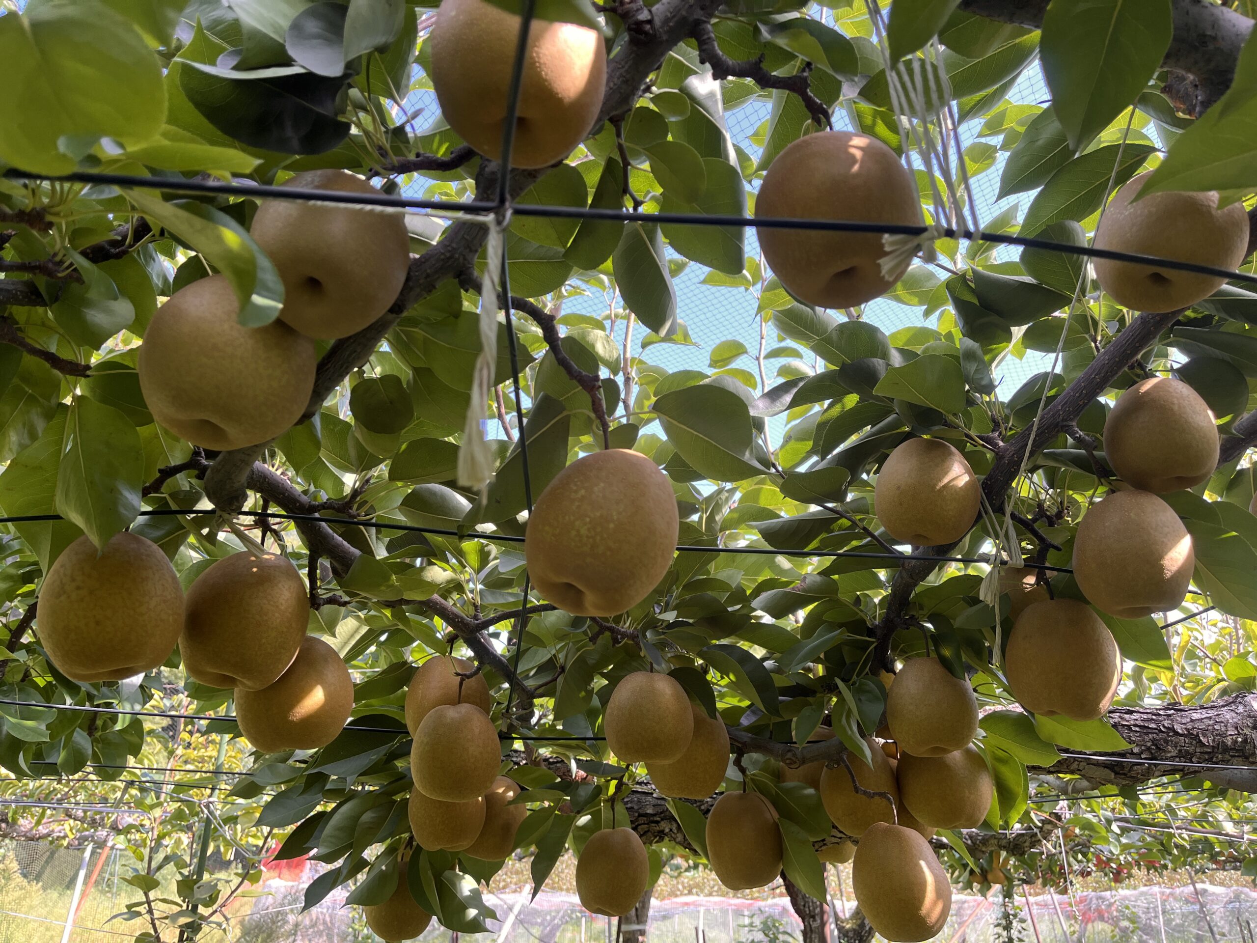 鎌ヶ谷の梨畑 こもれび果実