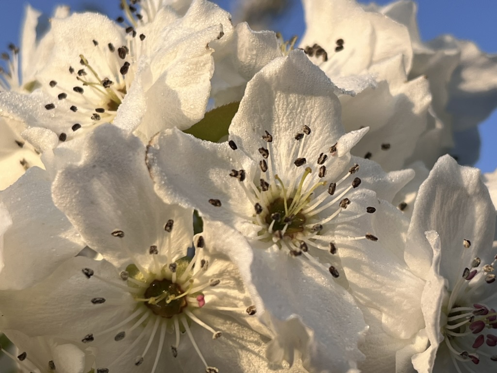 梨の花クローズアップ