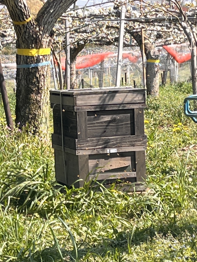 2026年 梨の花が満開に咲いた様子