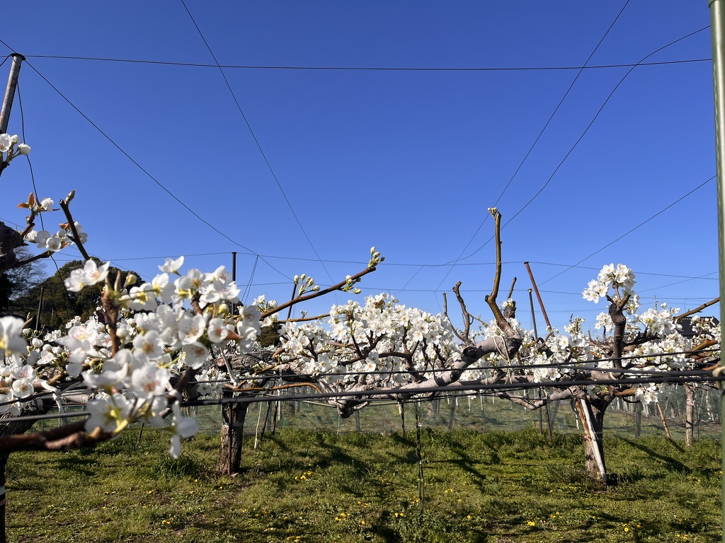 2026年 梨の棚仕立て全景